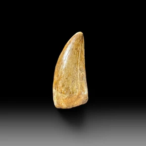 Carcharodontosaurus tooth