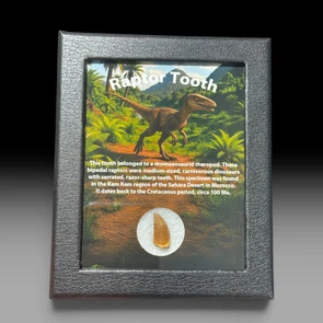 Raptor tooth for sale