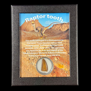 Raptor tooth for sale