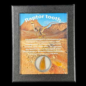 Large Raptor tooth for sale