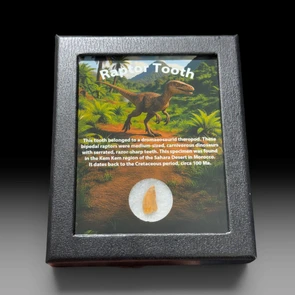 Raptor tooth for sale