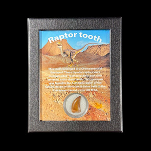 Large Raptor tooth for sale