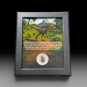 Raptor tooth for sale