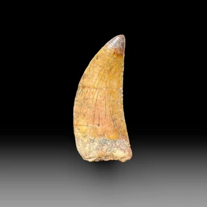 Carcharodontosaurus tooth for sale