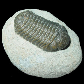 Phacops trilobite from Morocco Phacops trilobite from Morocco