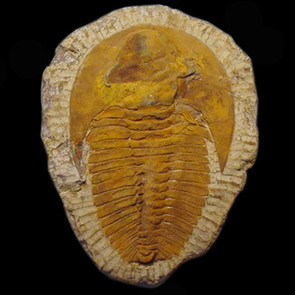 Cambropallas Trilobite From Morocco Cambropallas Trilobite From Morocco