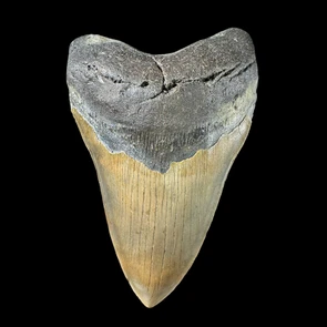 Massive 6.12 inch Megalodon tooth