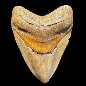 Megalodon tooth Megalodon tooth