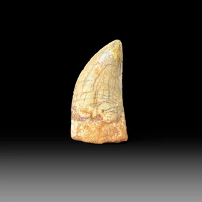 Carcharodontosaurus tooth for sale
