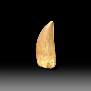 Carcharodontosaurus tooth for sale