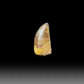 Carcharodontosaurus tooth for sale