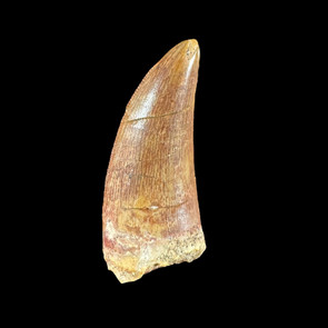 Carcharodontosaurus tooth from Morocco