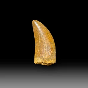 Carcharodontosaurus tooth for sale