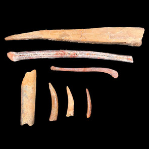 Pteranodon bones
