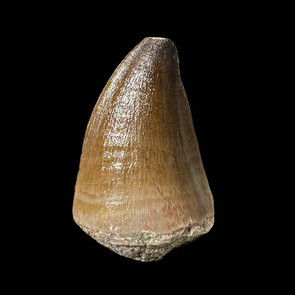 Large mosasaur tooth