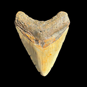 Megalodon shark tooth Megalodon shark tooth