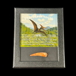 Pterosaur tooth