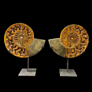 large ammonite pair on custom display stand