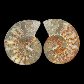 Split ammonite pair