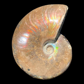 Iridescent ammonite Iridescent ammonite