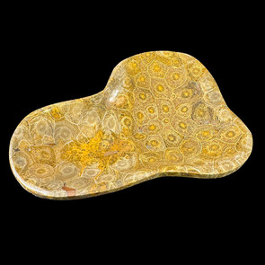 Polished Fossil Coral Dish