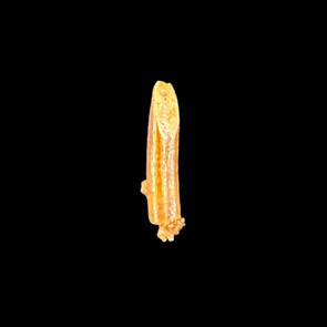 Rebbachisaurus tooth