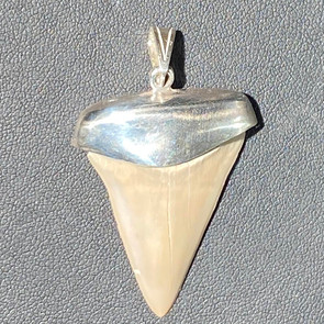 Mako fossil shark tooth pendant Mako fossil shark tooth pendant