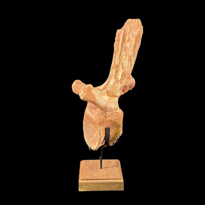 Spinosaurus vertebra