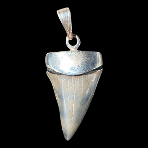 Mako shark tooth pendant
