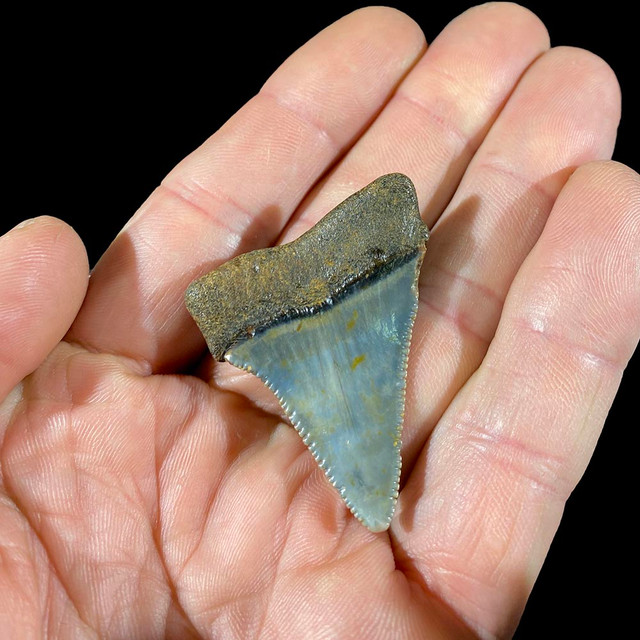 グレートホワイトシャーク　子株 Great White Fossil Shark Tooth For Sale | Fosssilsplus.com