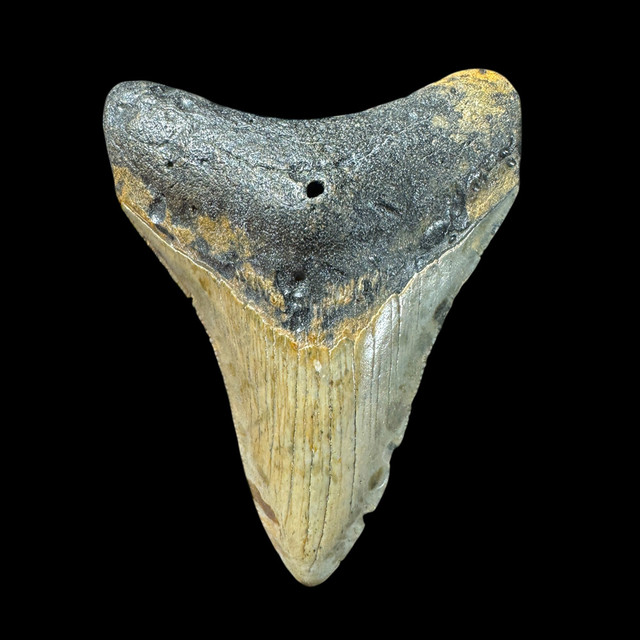 Megalodon tooth for sale