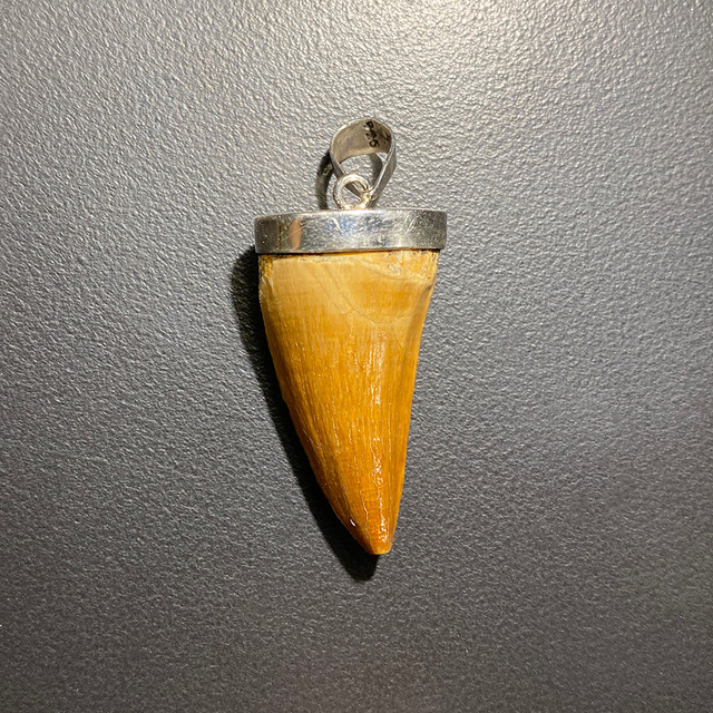 Dinosaur Tooth Necklace - Etsy Denmark