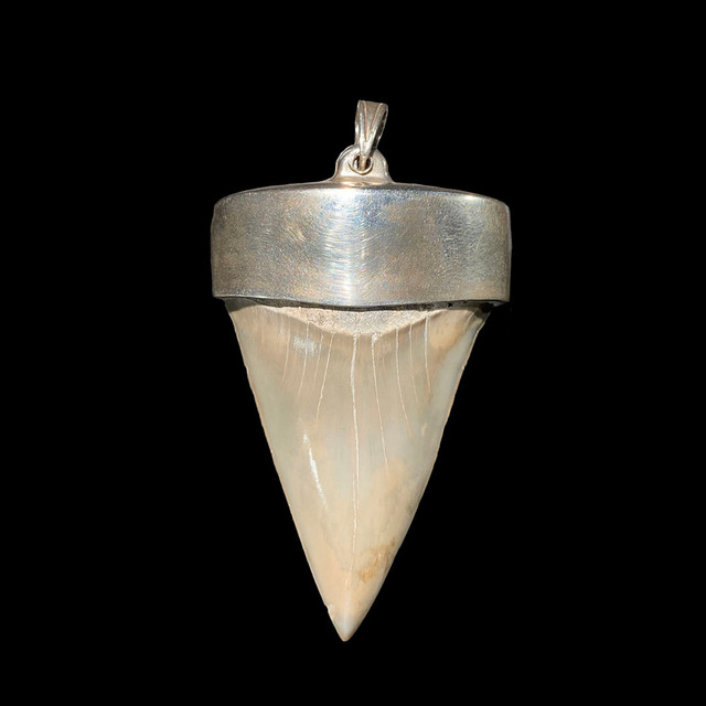 Fossil mako shark tooth pendant