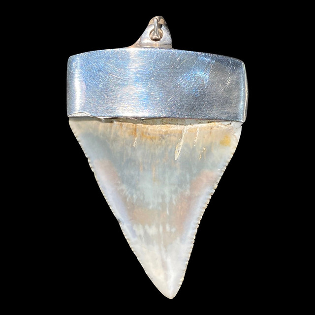 great white mako shark tooth pendant necklace Shipping Randomly 