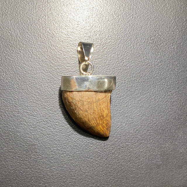 Real Dinosaur Tooth Fossil Pendant Carcharodontosaurus Tooth Necklace 925  Sterling Silver Real Dinosaur Tooth Dinosaur Gifts - Etsy