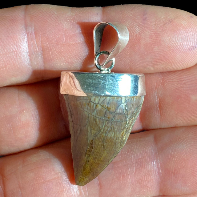 Amazon.com: Mosasaurus Tooth Pendant in 14k Gold, Real Dinosaur Fossil  Pendants, Dino Jewelry, Vulture Culture, Oddities and Curiosities : עבודת יד