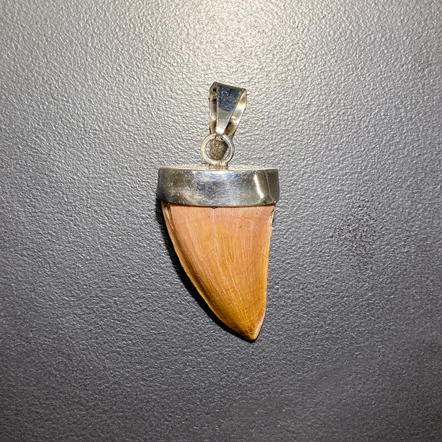 Buy Mosasaur Tooth Necklace in Sterling Silver Dinosaur Pendant With Chain  Ancient Marine Reptile Fossil Jewelry Online in India - Etsy