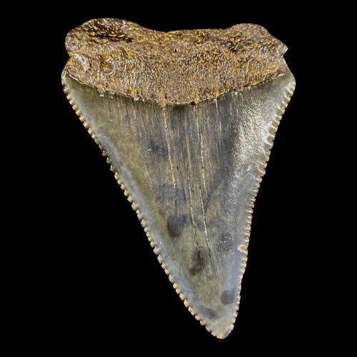 Great White Fossil Shark Tooth For Sale | Fosssilsplus.com