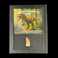 Carcharodontosaurus tooth frame