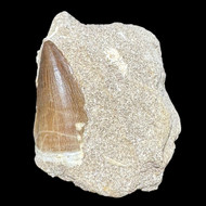 large mosasaur tooth in matrix