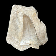 large mosasaur tooth in matrix