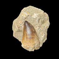 large mosasaur tooth in matrix