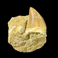 large mosasaur tooth in matrix