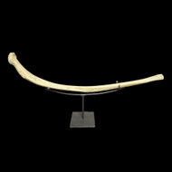 Fossil whale rib 