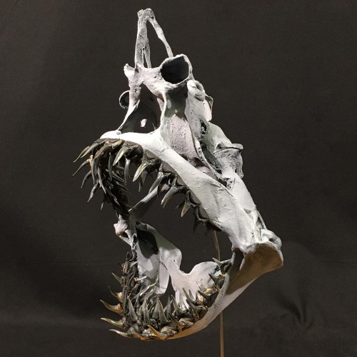 Fossil Tiger Sand Shark Jaw
