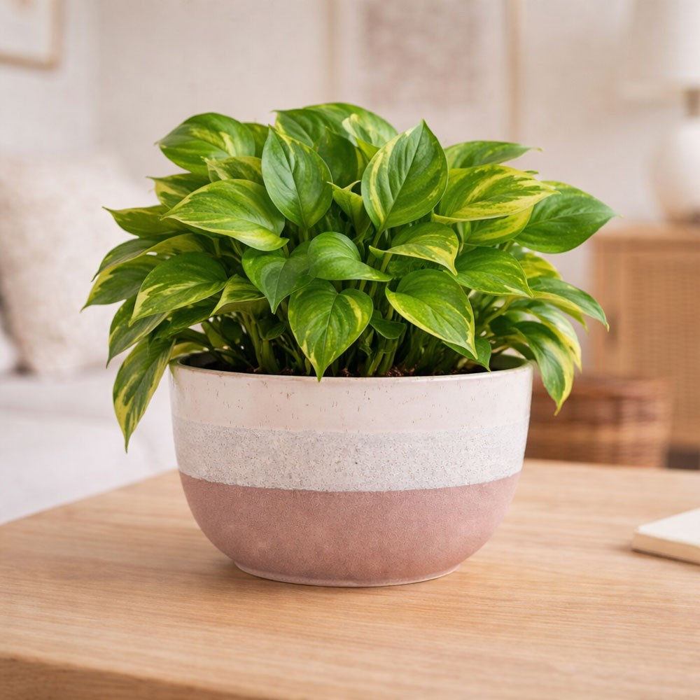 Hortus Pink & White Bordeaux Stoneware Pot (14.5cm H x 25cm Dia)