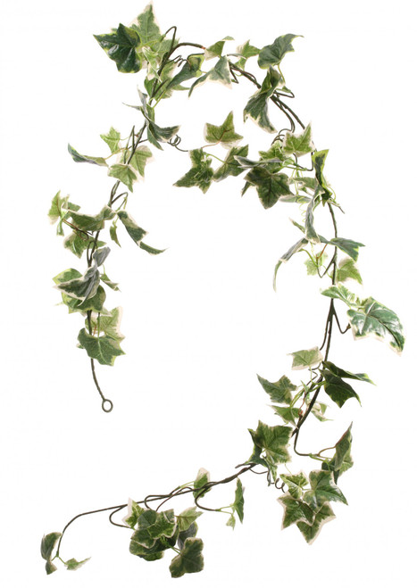 Holland Ivy Garland 6ft Holland Ivy Garland 6ft