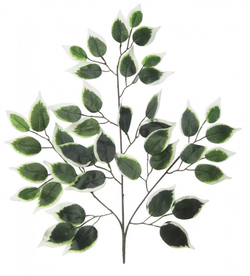 Variegated Green Ficus Branch 50cm Variegated Green Ficus Branch 50cm
