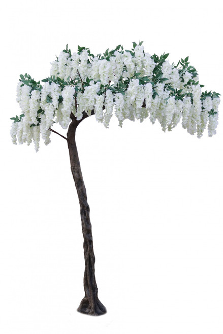Cream Wisteria Tree (3.2m) Cream Wisteria Tree (3.2m)