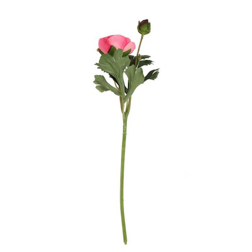 Rannunculus Raspberry Rannunculus Raspberry